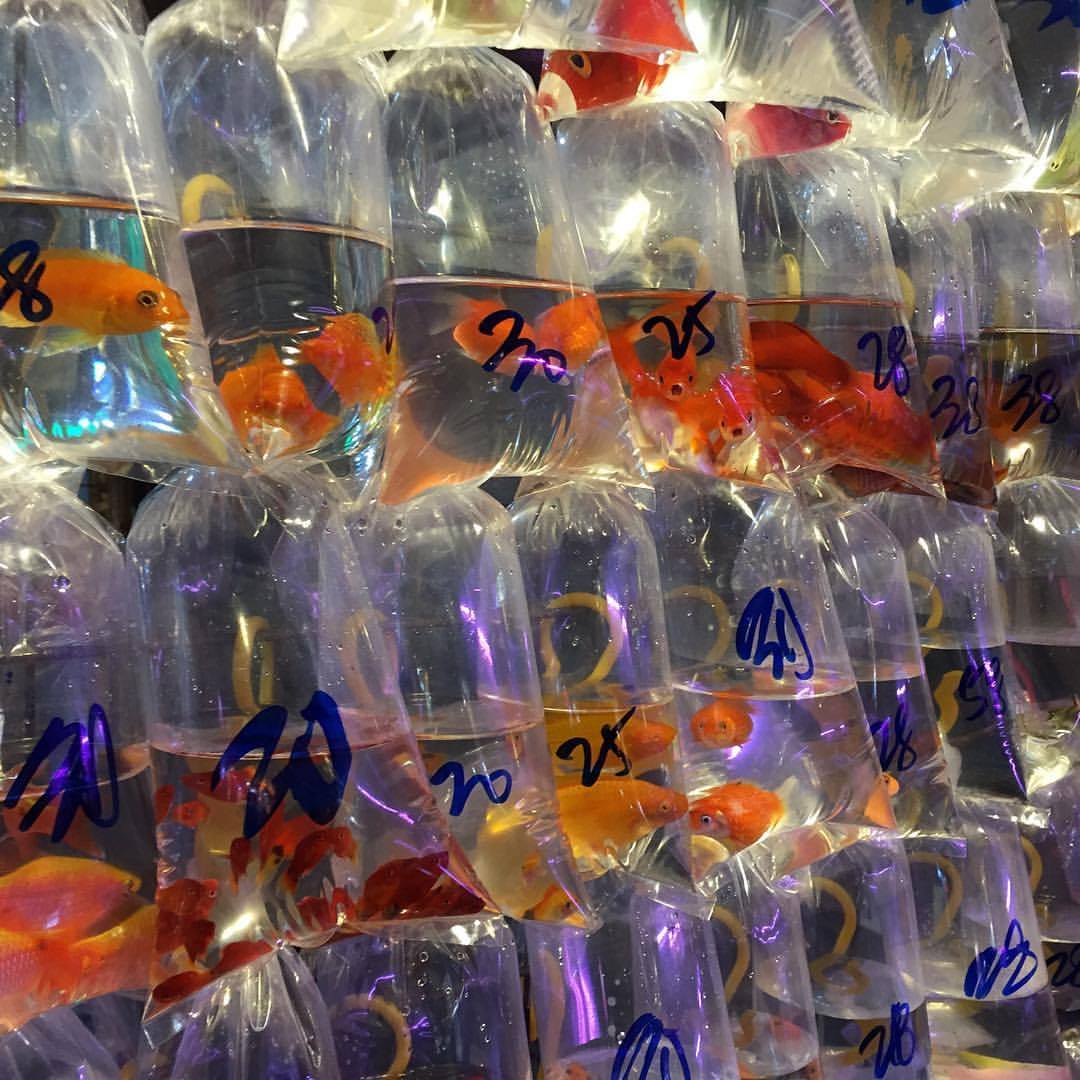 Archillect ID 392817