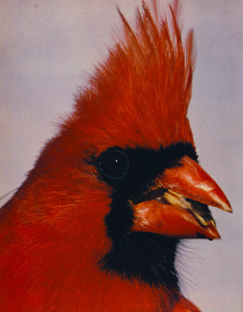 Archillect ID 392974