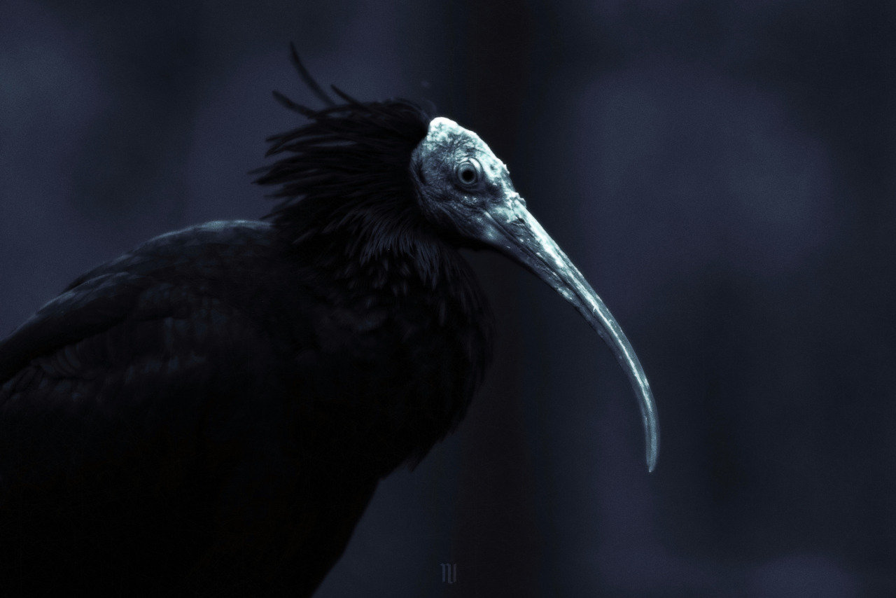 Archillect ID 393994