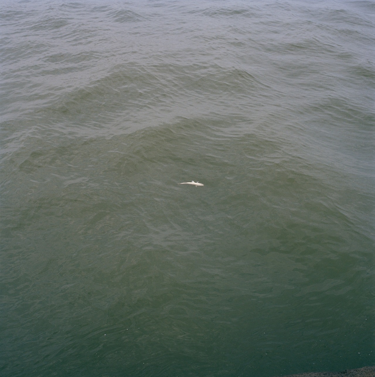 Archillect ID 394142