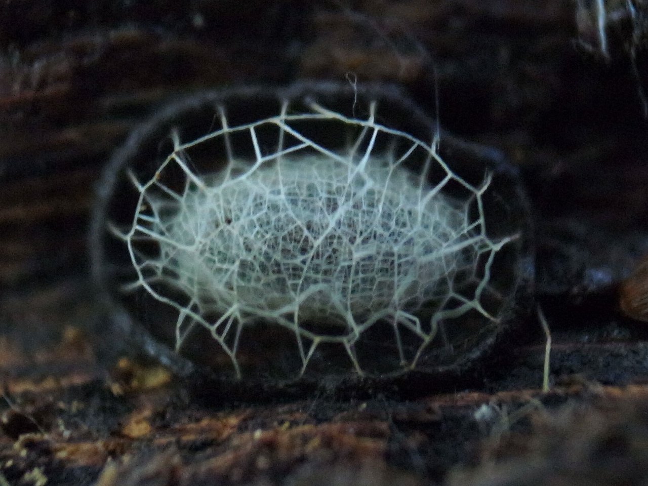 Archillect ID 394181