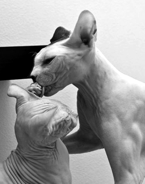 Archillect ID 394217