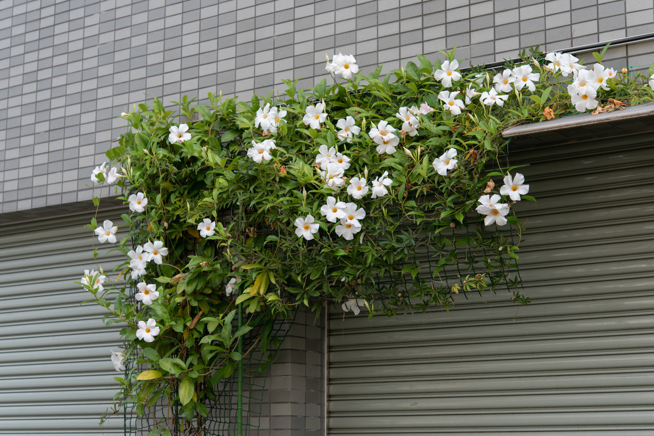 Archillect ID 394261