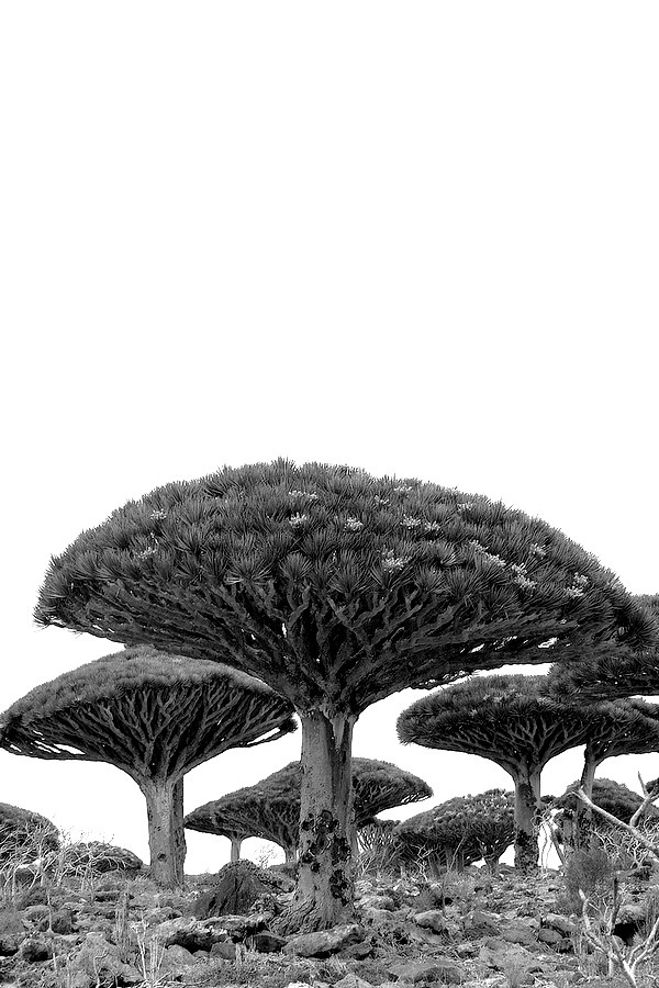 Archillect ID 394769