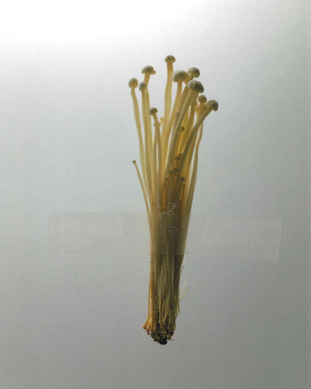 Archillect ID 395137