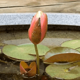 Archillect ID 397862