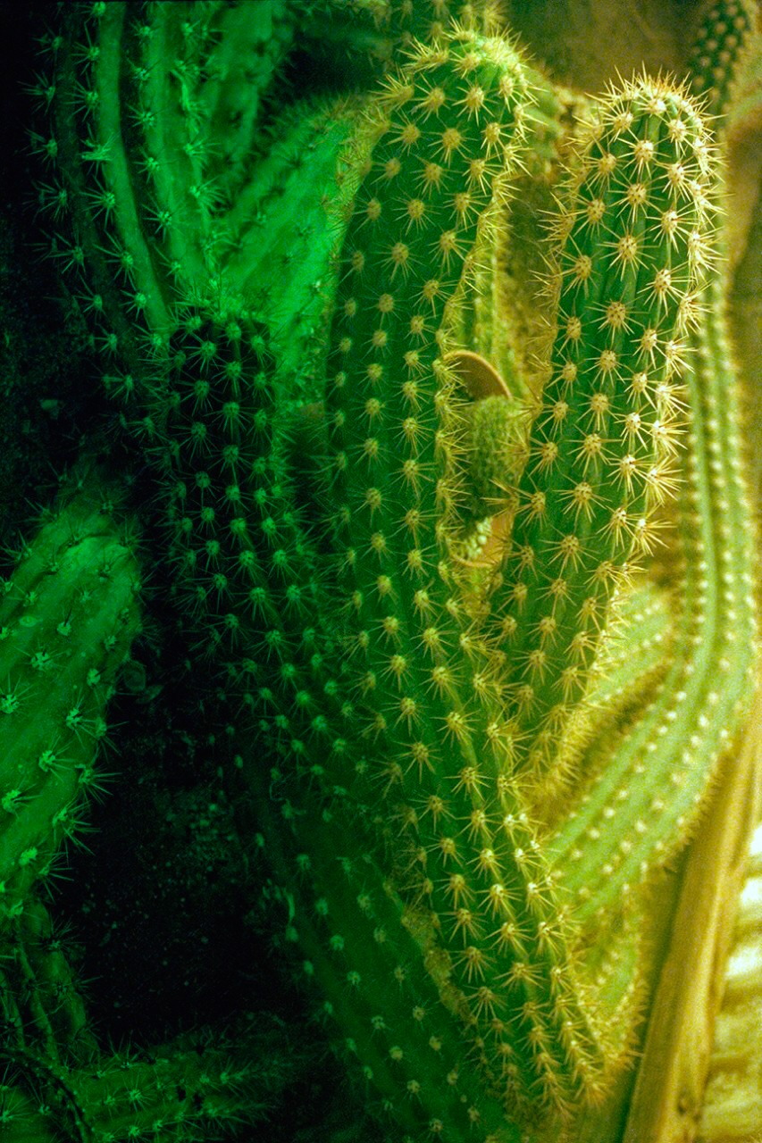 Archillect ID 398134