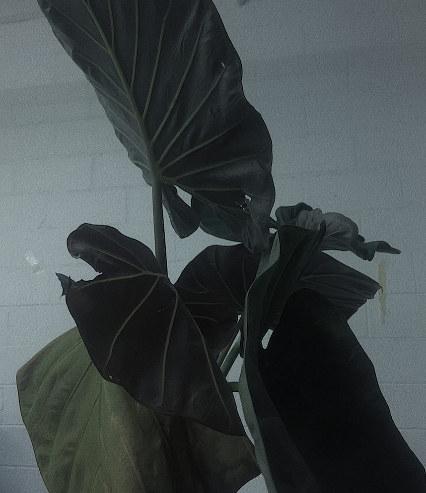 Archillect ID 398534