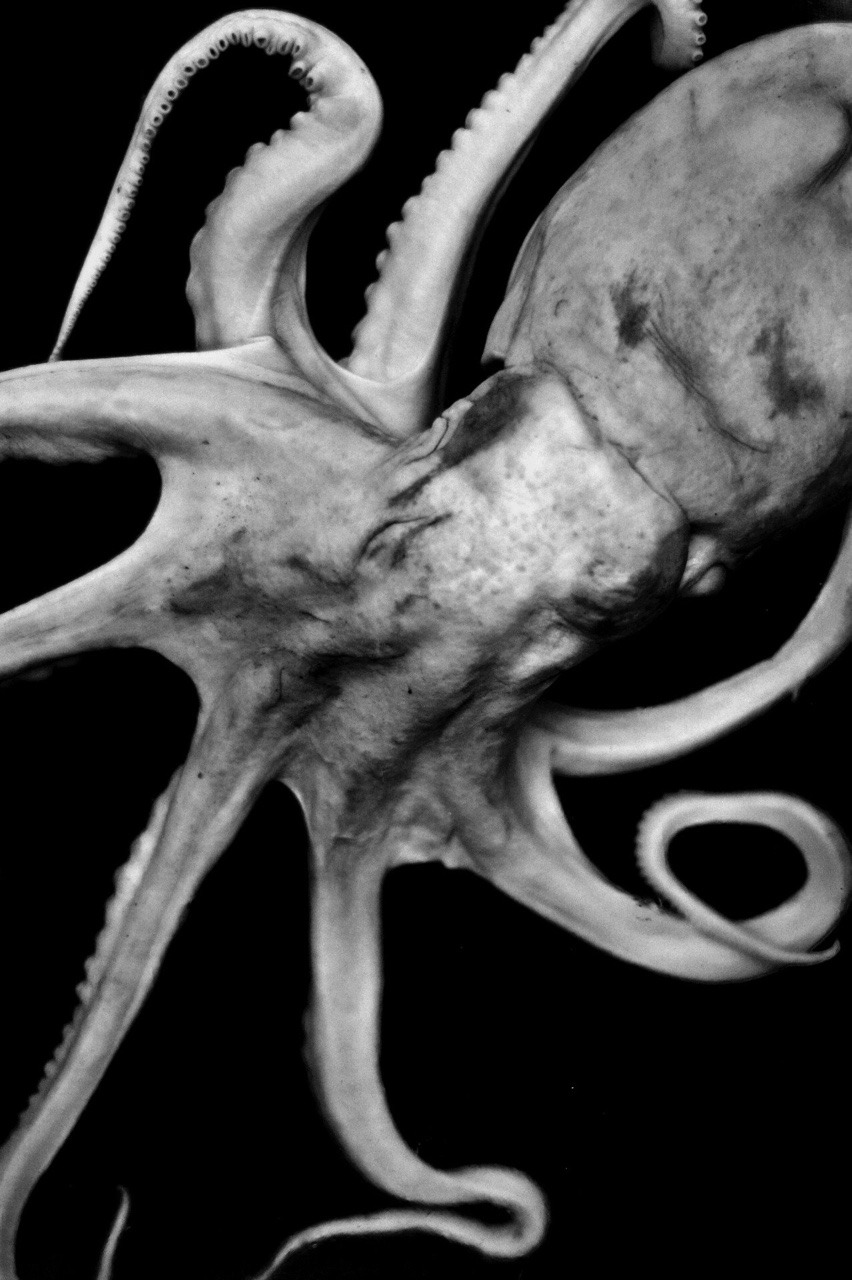 Archillect ID 399096