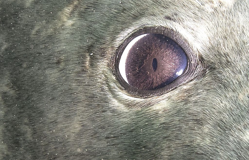 Archillect ID 399477