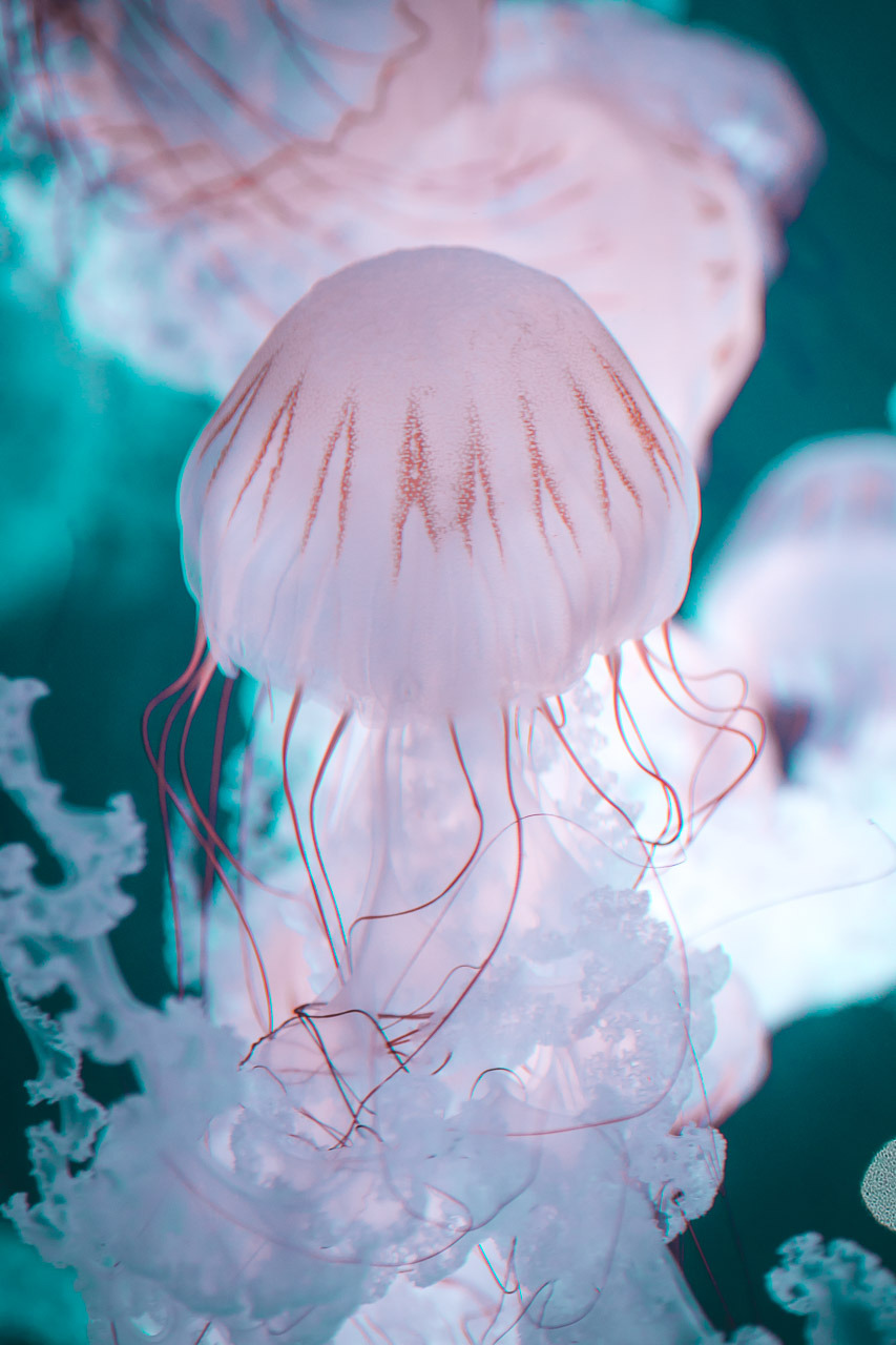 Archillect ID 400477