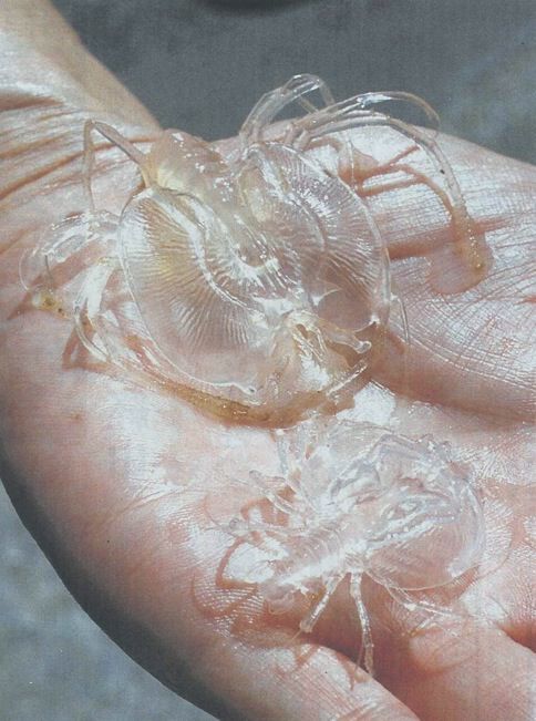 Archillect ID 401094