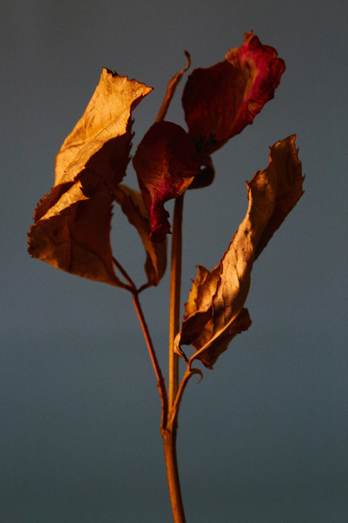 Archillect ID 401262