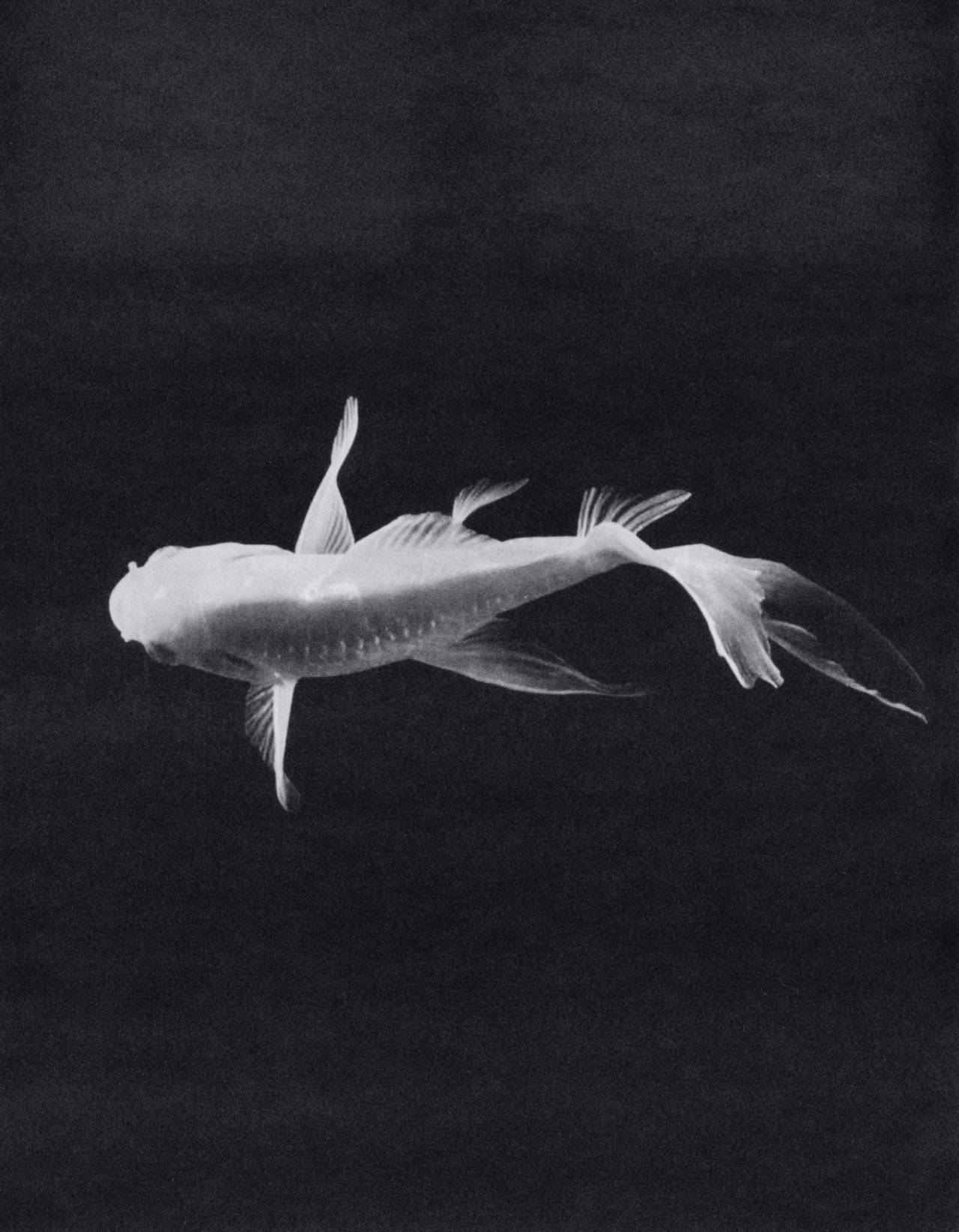 Archillect ID 401718