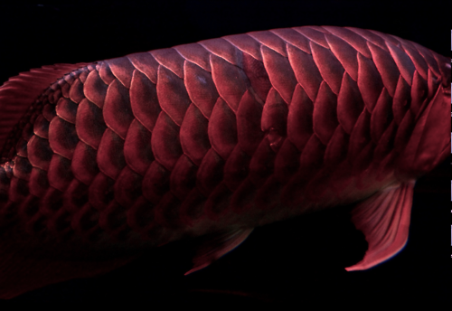 Archillect ID 401747