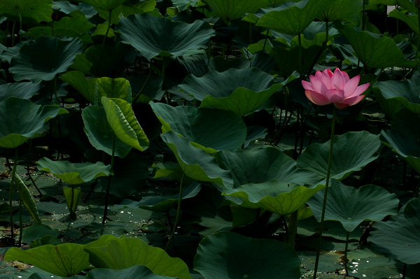 Archillect ID 402308