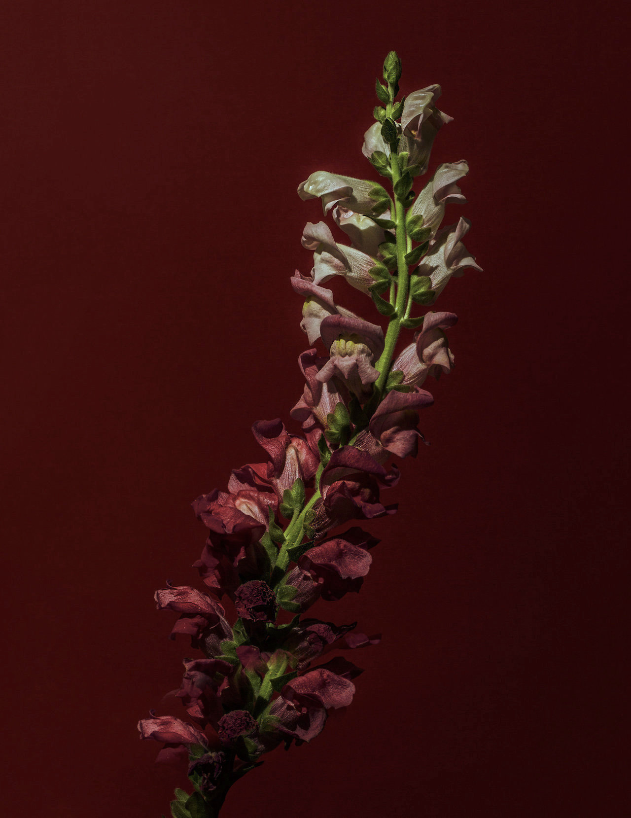 Archillect ID 403089