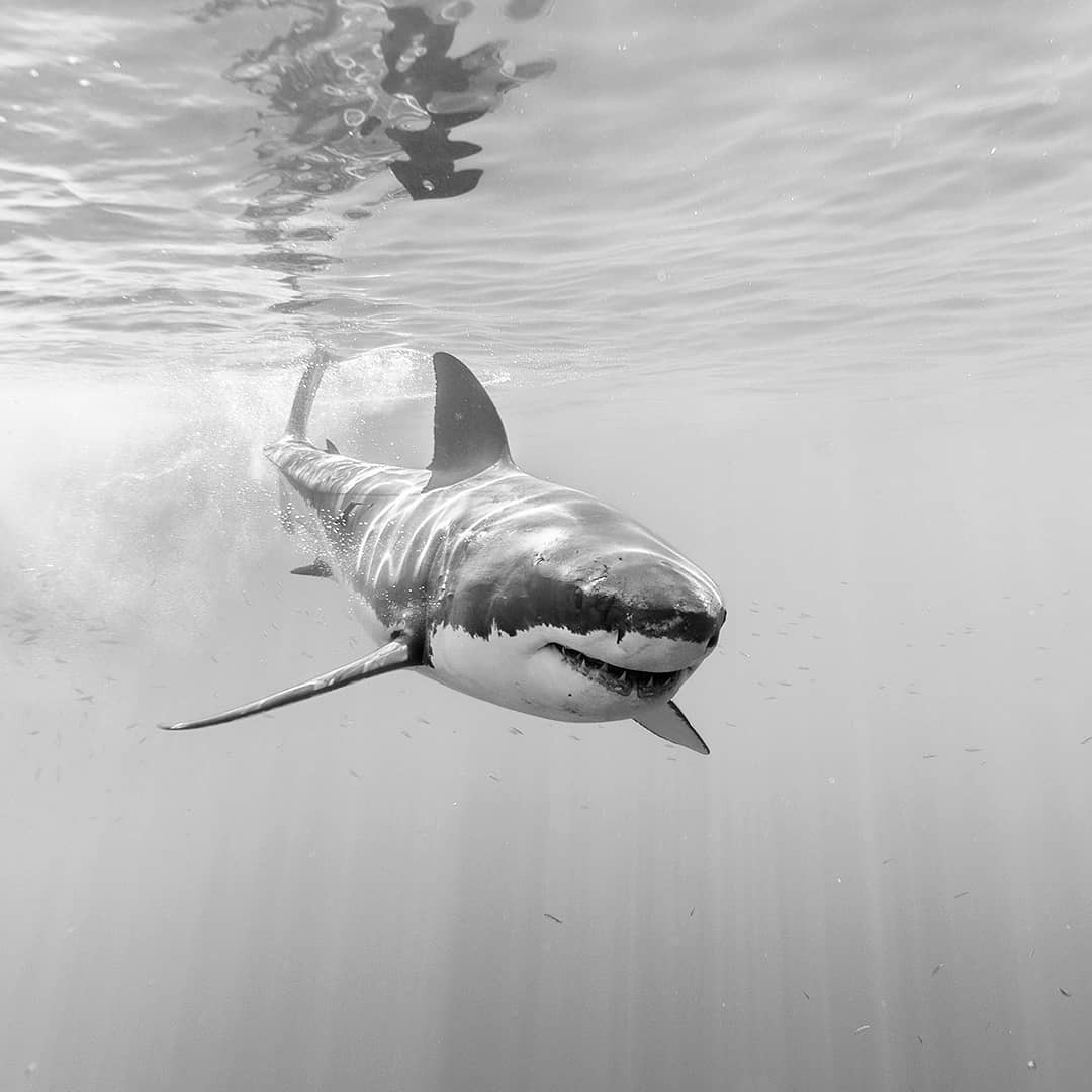 Archillect ID 404528