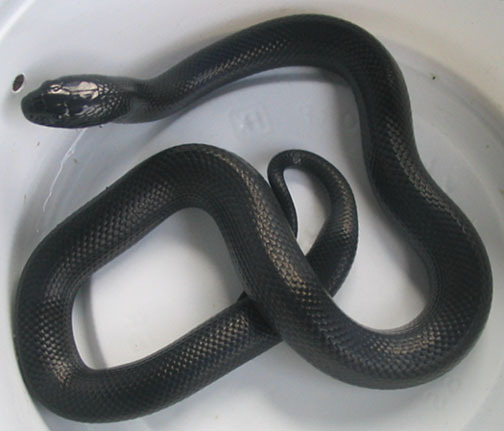 Archillect ID 404624