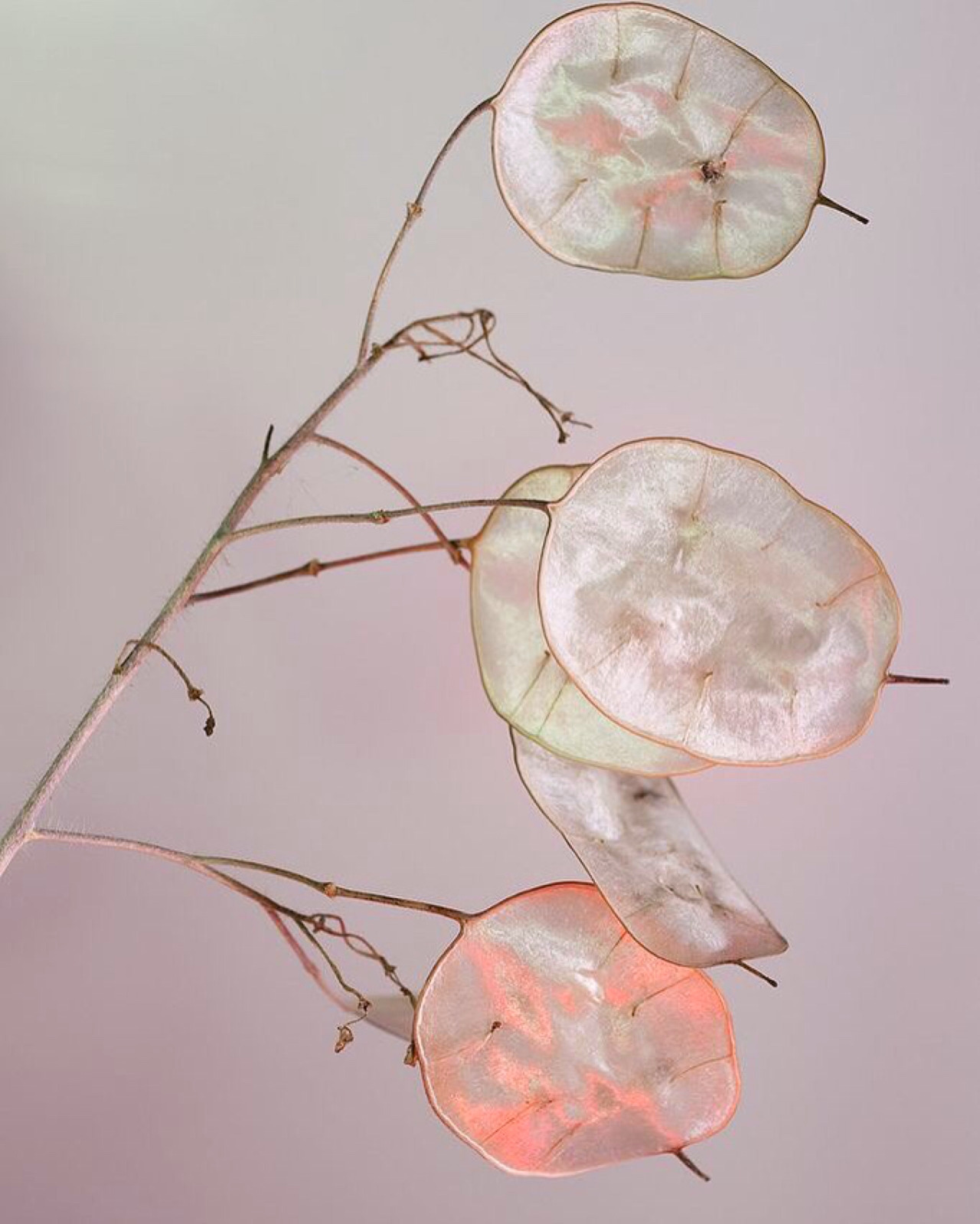 Archillect ID 404651