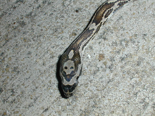 Archillect ID 404858