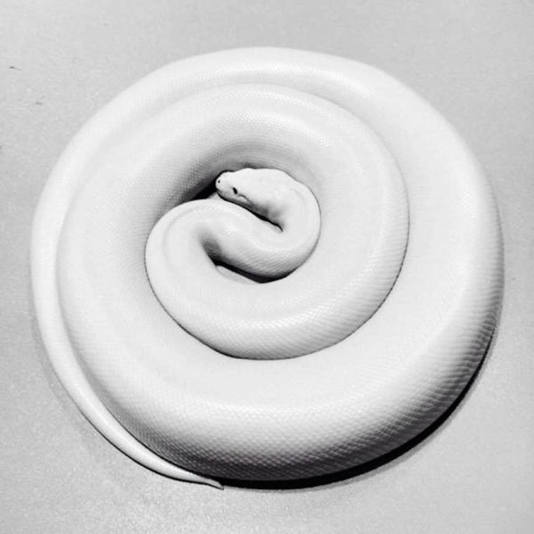 Archillect ID 405226