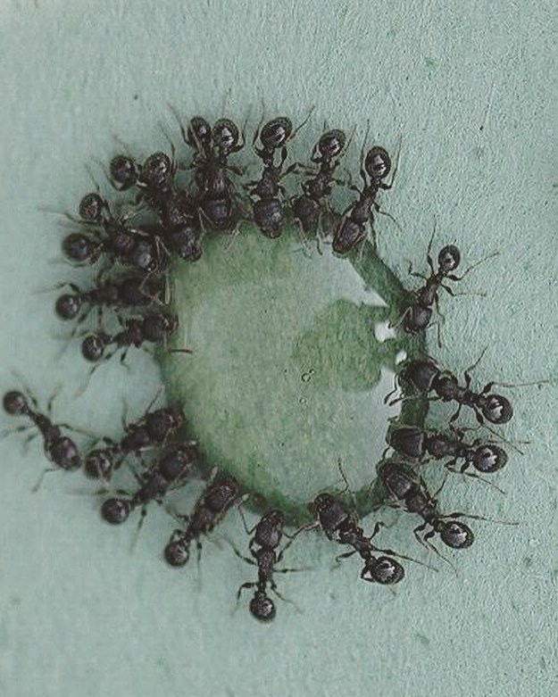 Archillect ID 405251