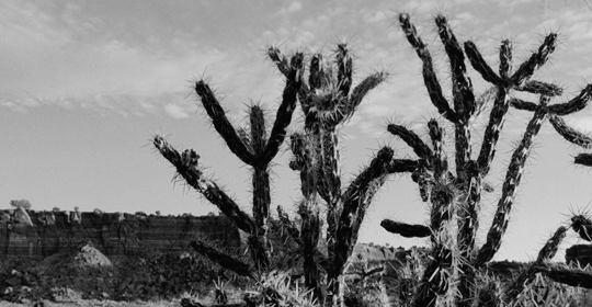 Archillect ID 405532