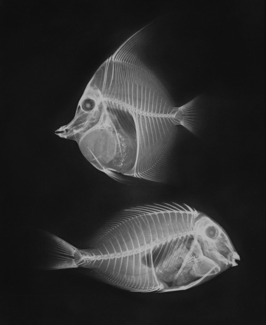 Archillect ID 405636