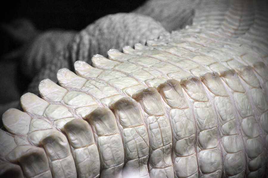 Archillect ID 406654