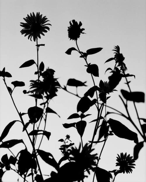 Archillect ID 406678