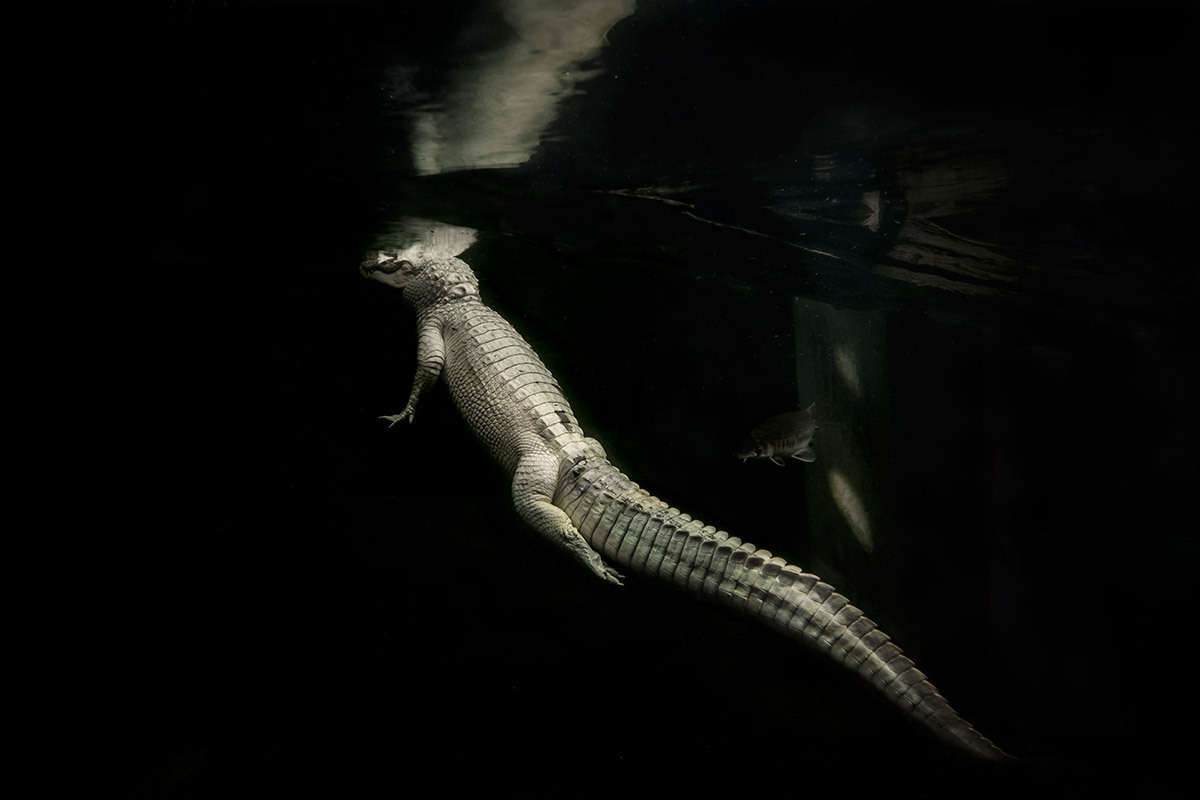 Archillect ID 407082