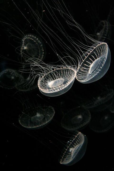 Archillect ID 407096