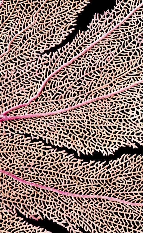 Archillect ID 408827